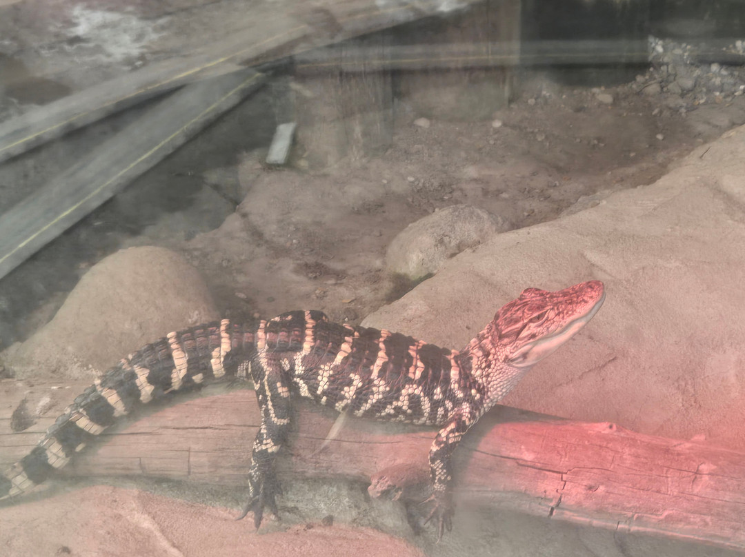 阿拉莫莎速8酒店主图