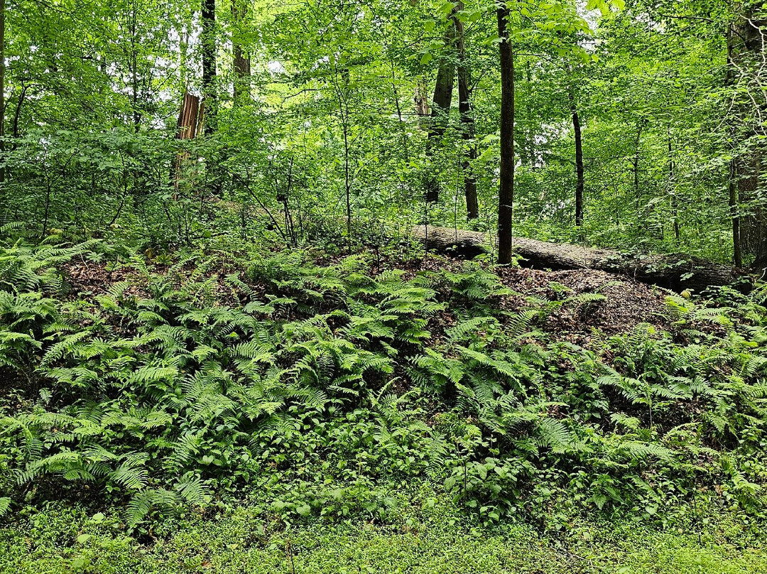 Fair Hill State Natural Resources-埃尔克顿必去景点