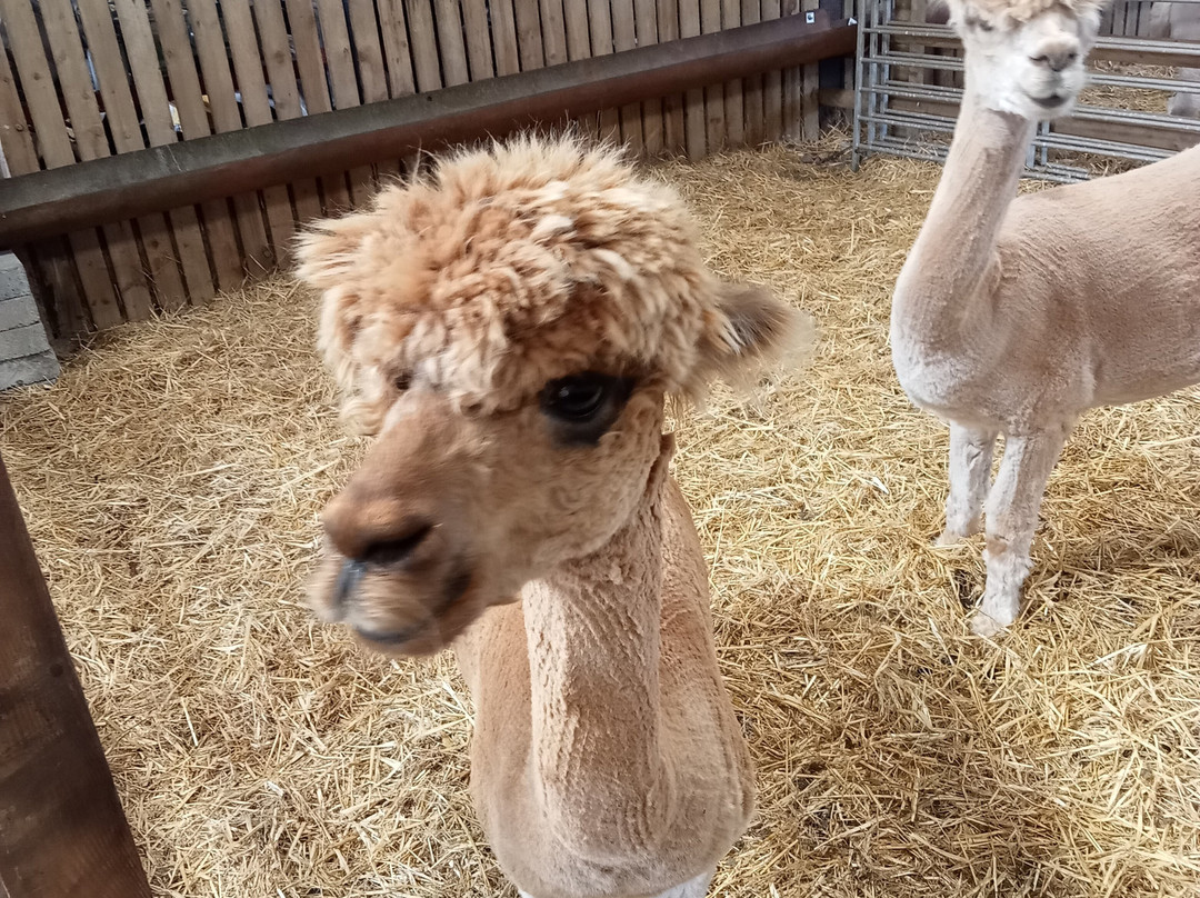 Pembrokeshire Alpaca Trekking景点图片