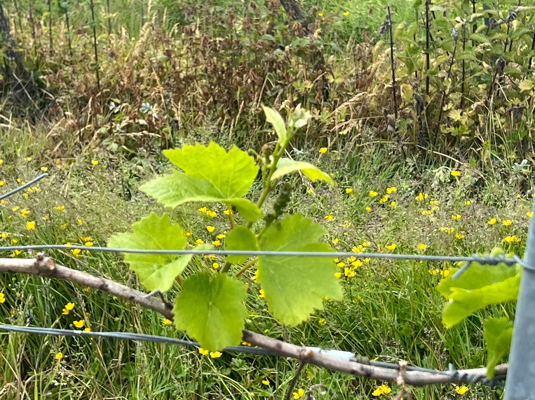 Carr Taylor Vineyard景点图片