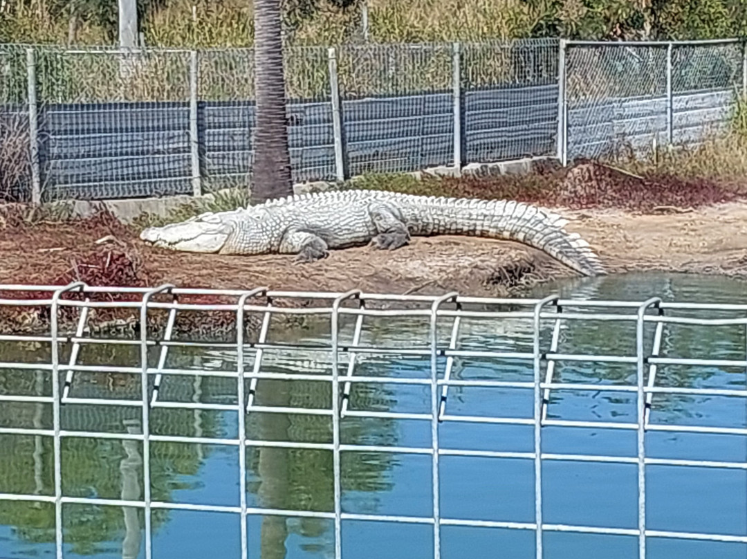 Koorana Crocodile Farm景点图片