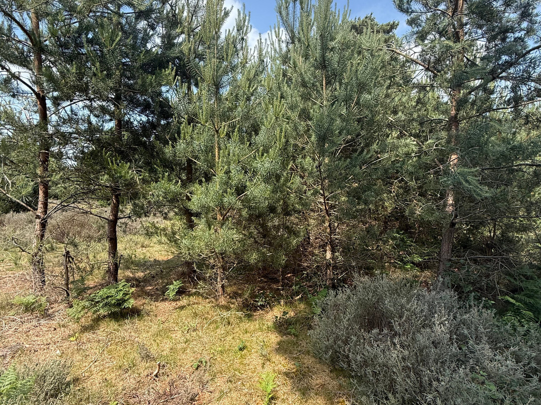 RSPB Budby South Forest景点图片