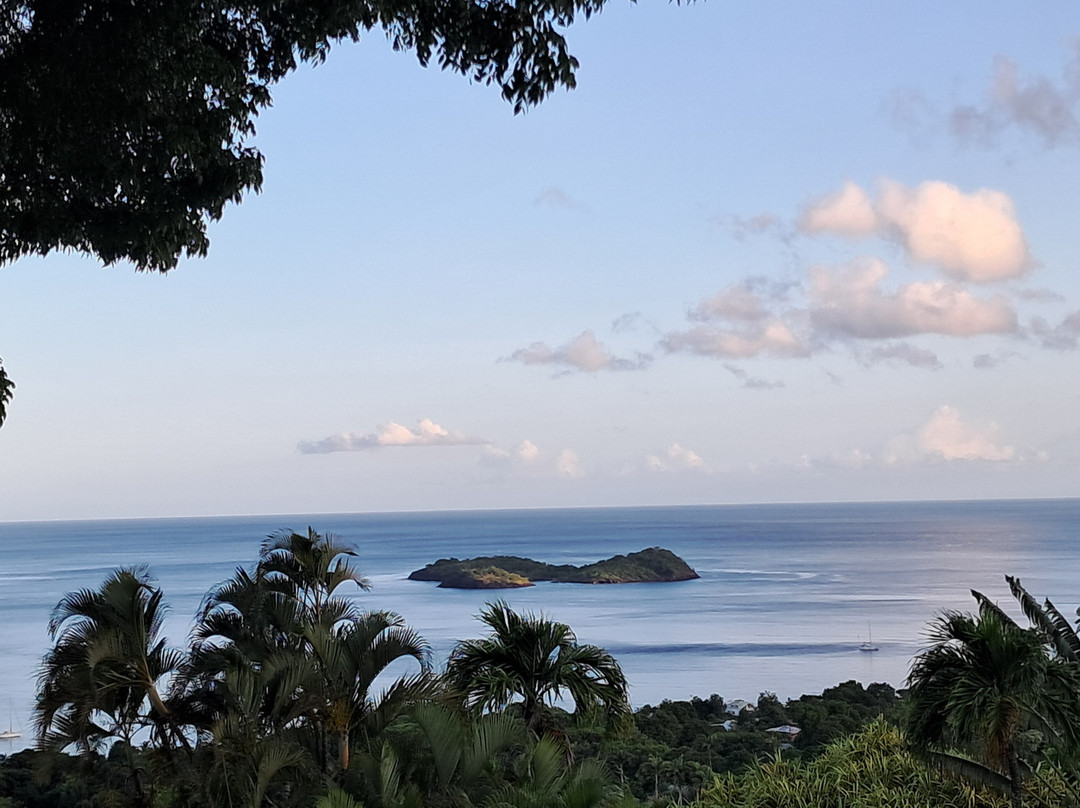 Le Jardin Tropical主图