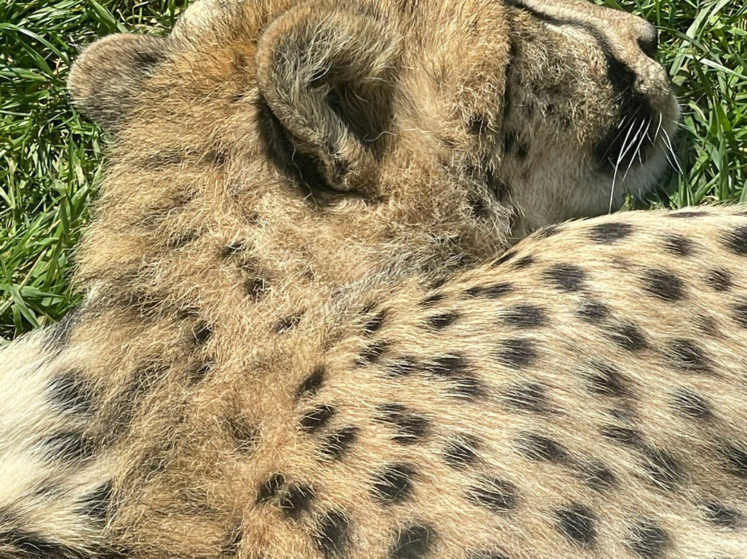 Hamerton Zoo Park-Sawtry必去景点