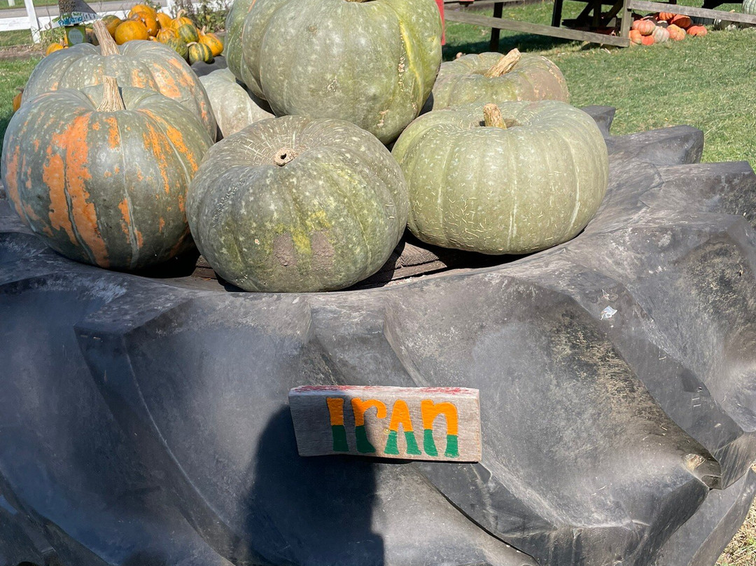 The Great Pumpkin Patch-Arthur必去景点