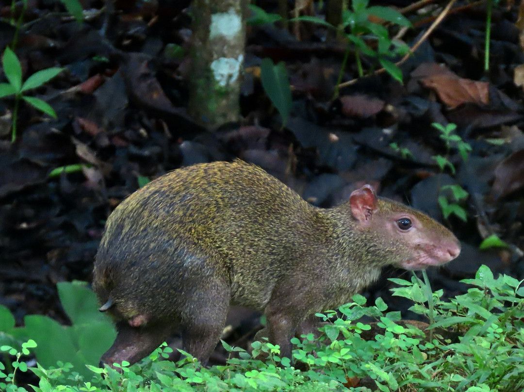 Metropolitan National Park-巴拿马城必去景点