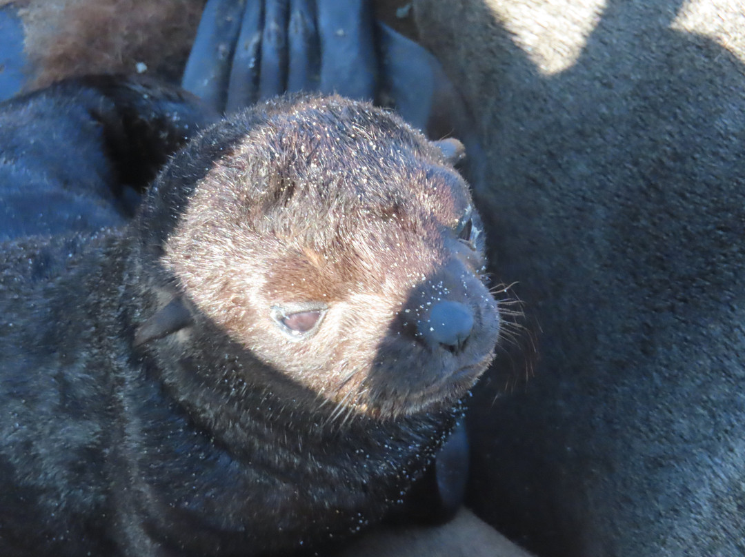 Cape Cross-Erongo Region必去景点