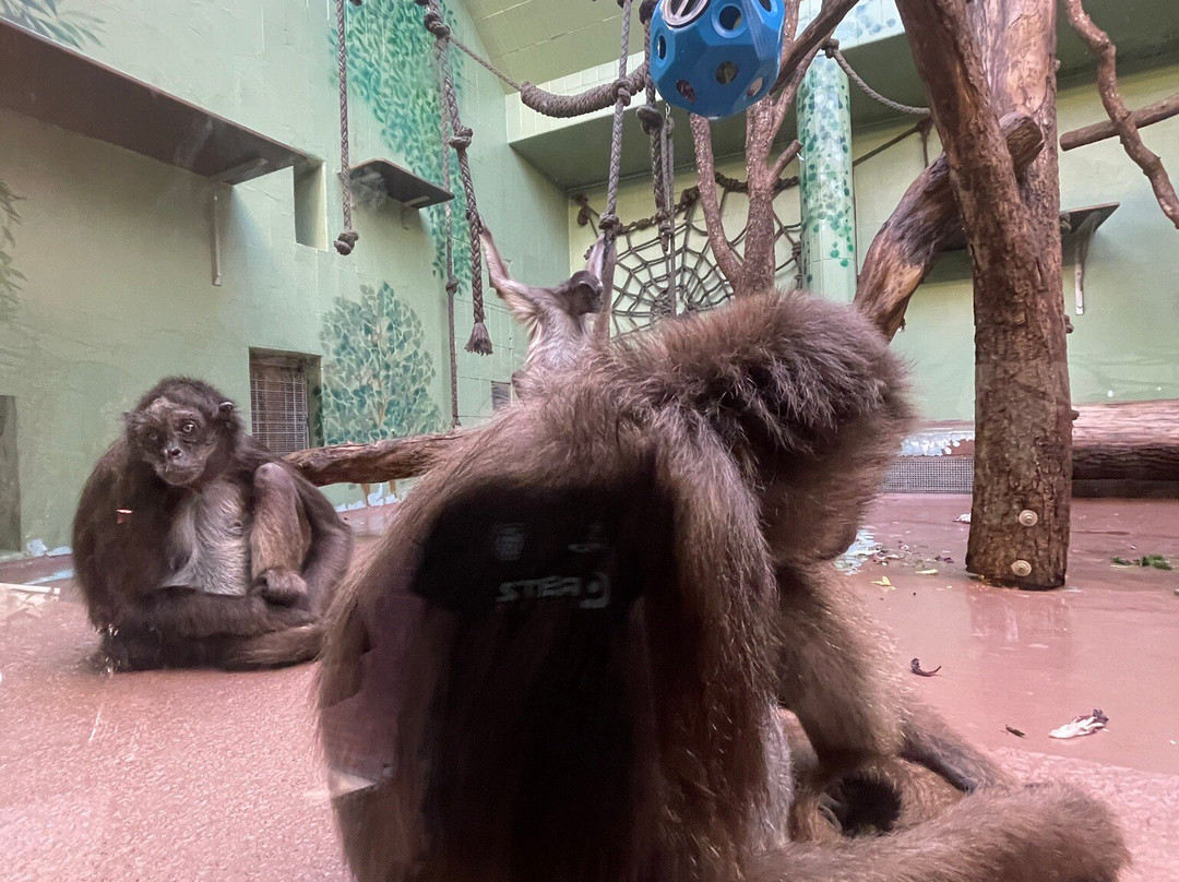 Zoo Frankfurt-法兰克福必去景点