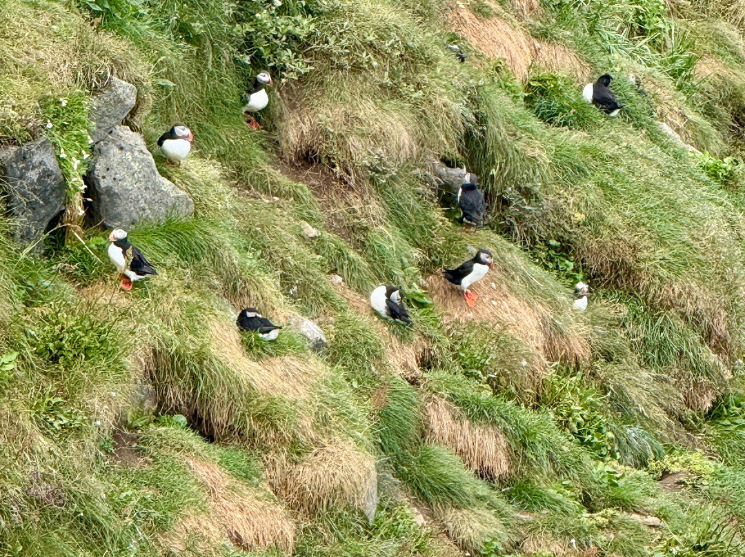 Tjörnes Peninsula-阿克雷里必去景点