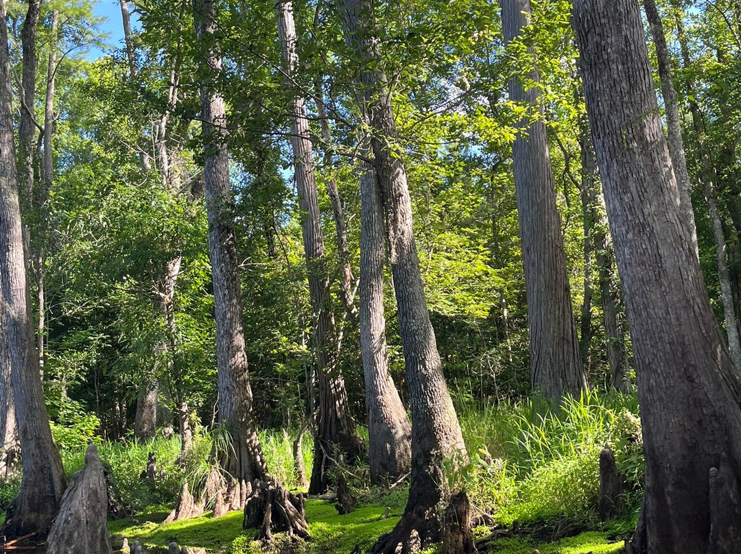 The Swamp Park-Ocean Isle Beach必去景点