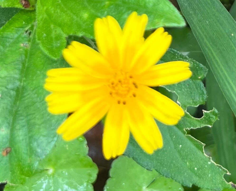 Parque Nacional Volcán Arenal
