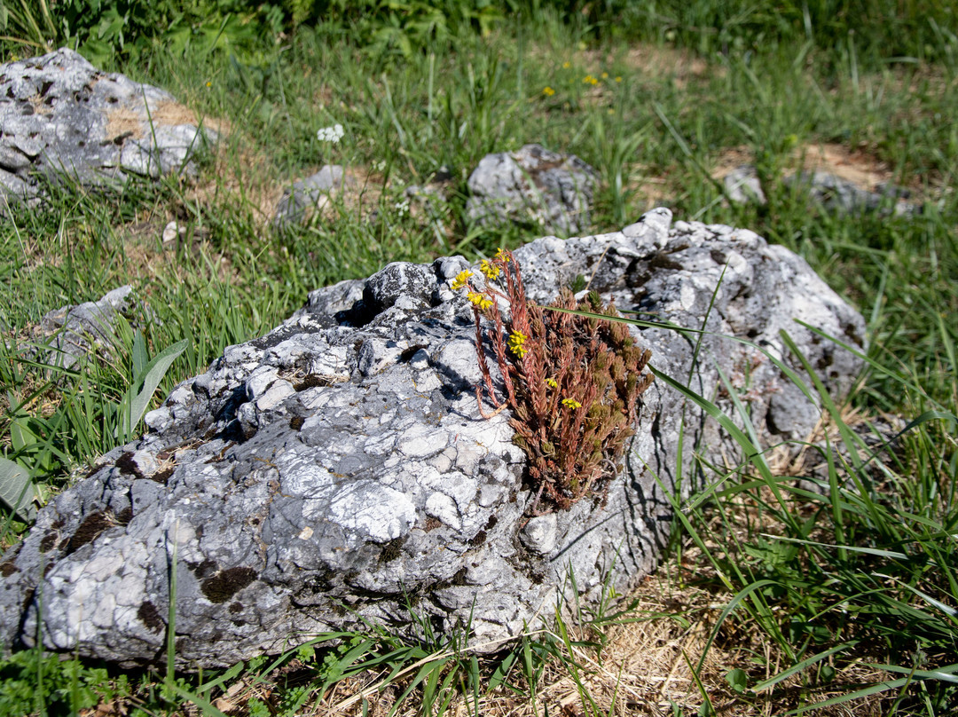 Giardino della Flora Appenninica-Capracotta必去景点