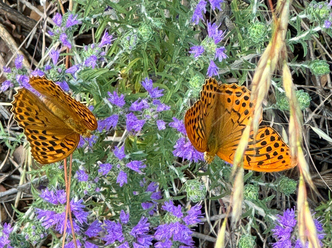 Guesthouse Archontiko主图