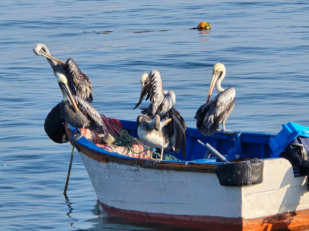 Spondylus DC Máncora-Mancora必去景点