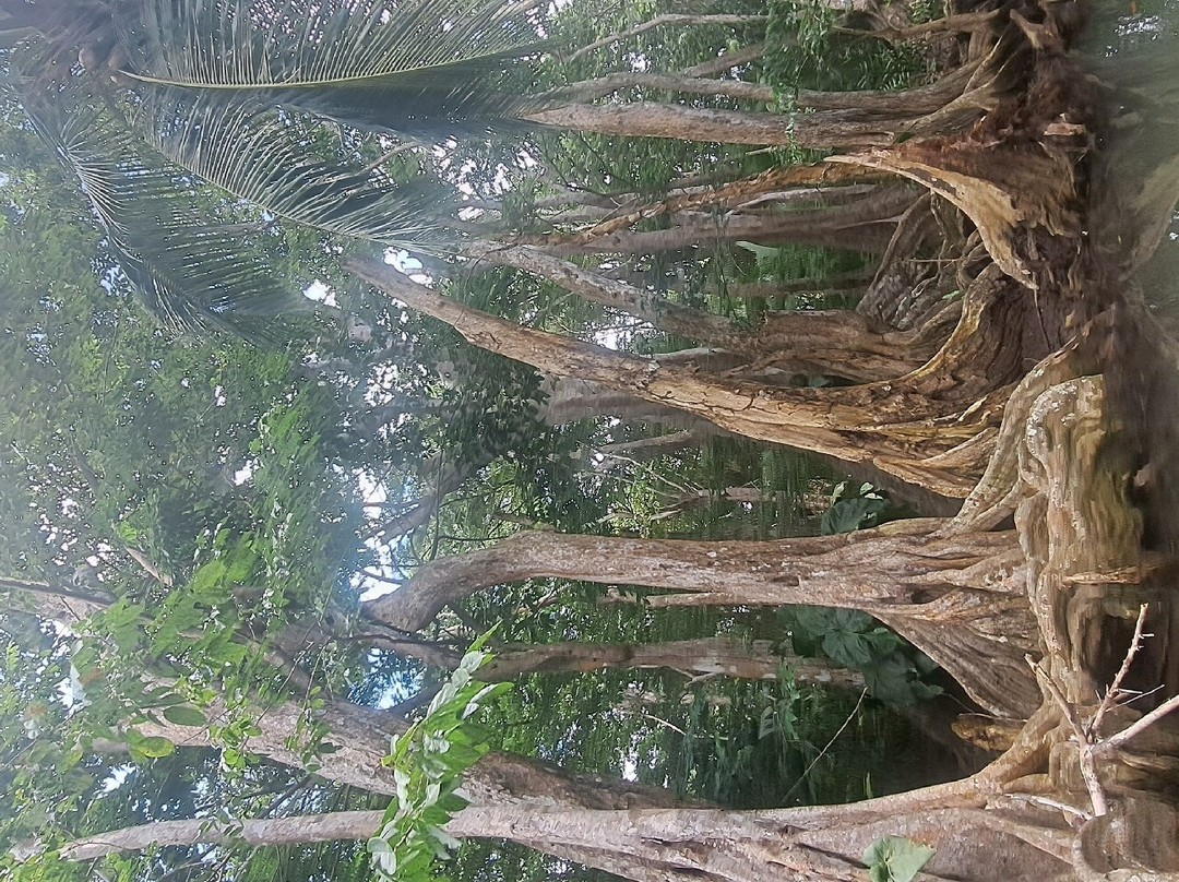 Indian River-多米尼克必去景点