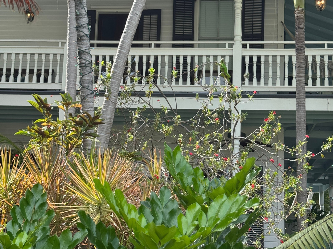 The Mermaid & The Alligator主图