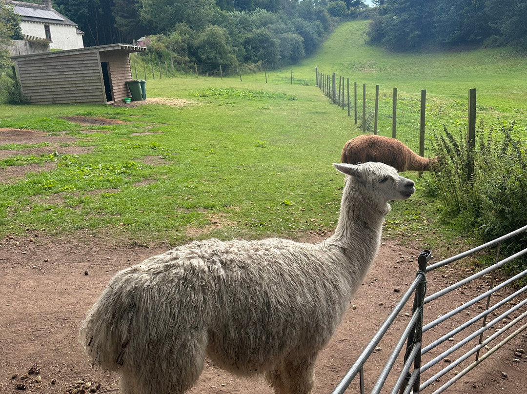 David’s Hill Alpacas-Arbroath必去景点