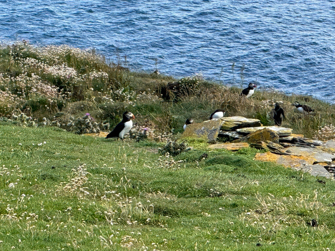 Noss National Nature Reserve-Bressay必去景点