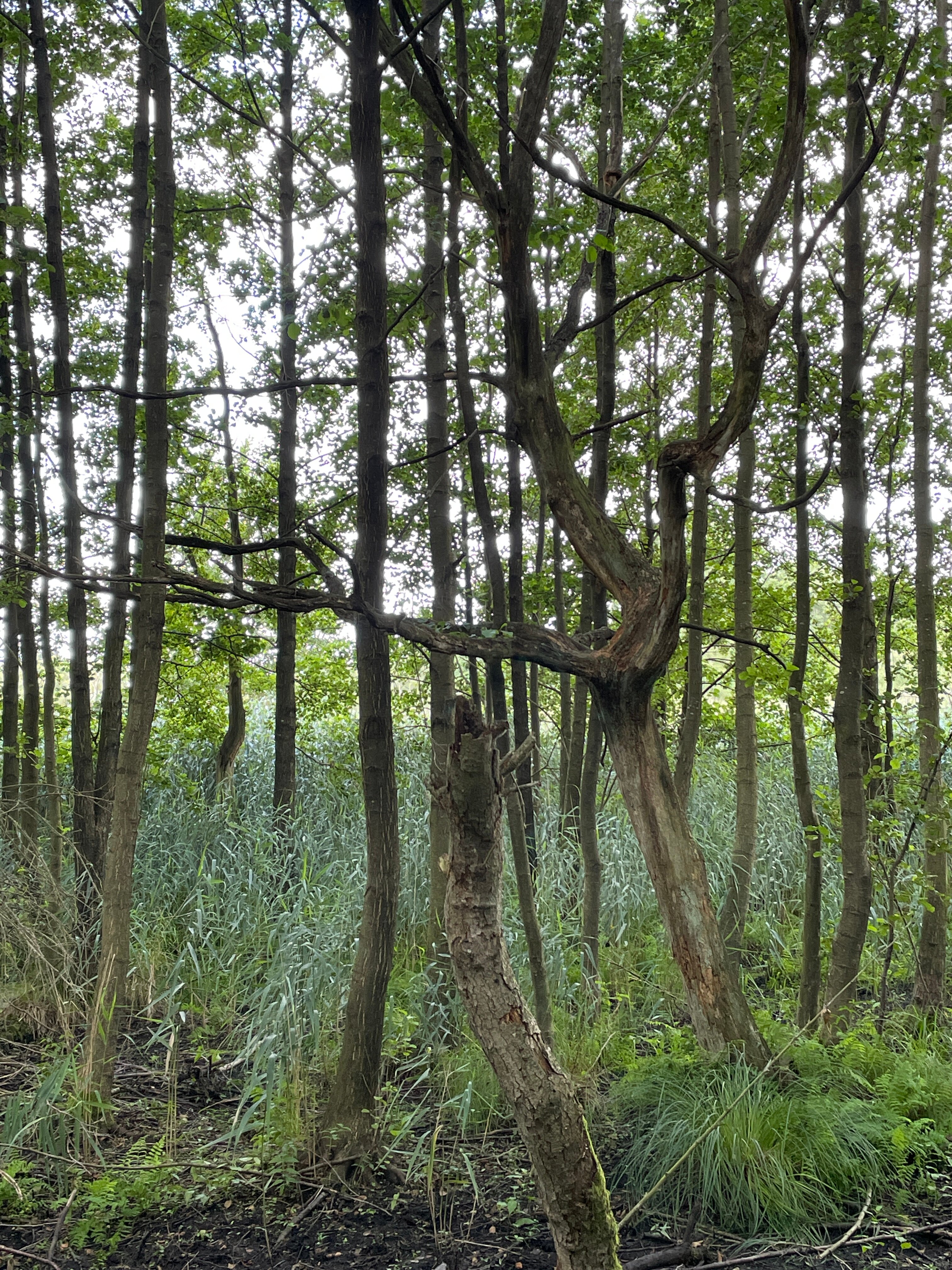 Nationalparkhotel Kranichrast-官方