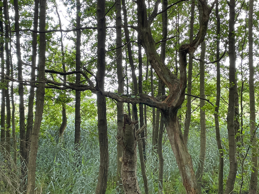 Nationalparkhotel Kranichrast主图