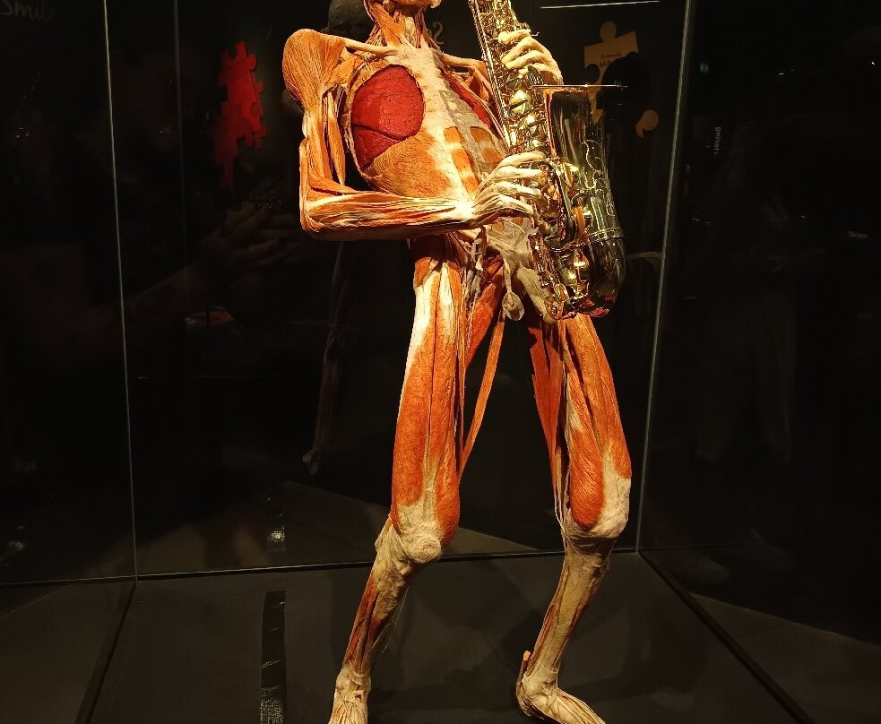 人体世界展览-阿姆斯特丹必去景点