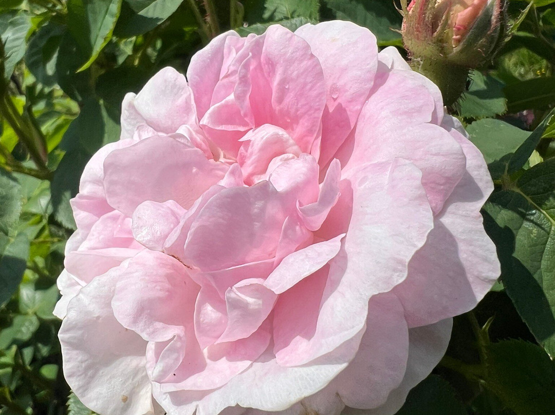 Drumcliffe Church-Drumcliff必去景点