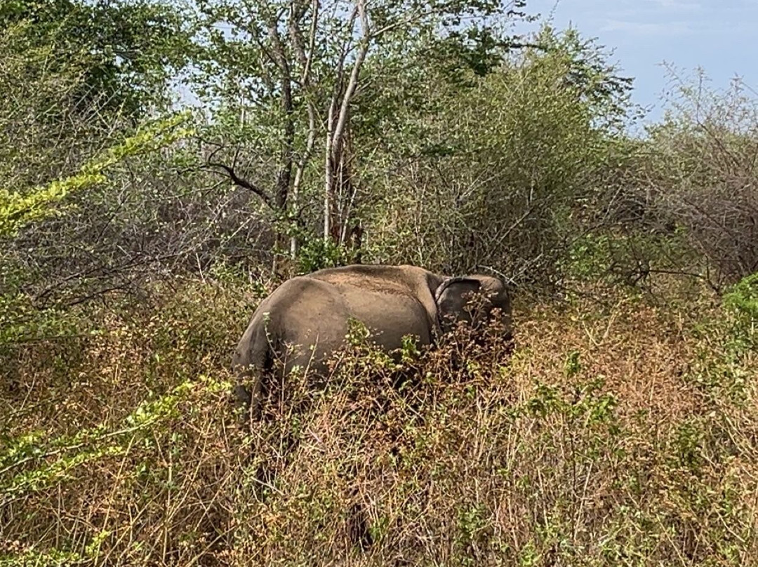 Udawalawe Safari Kingdom-乌达瓦拉瓦必去景点