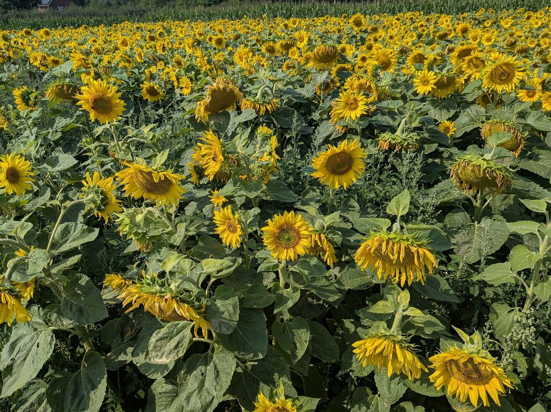 Fantasy Farm-Heather必去景点