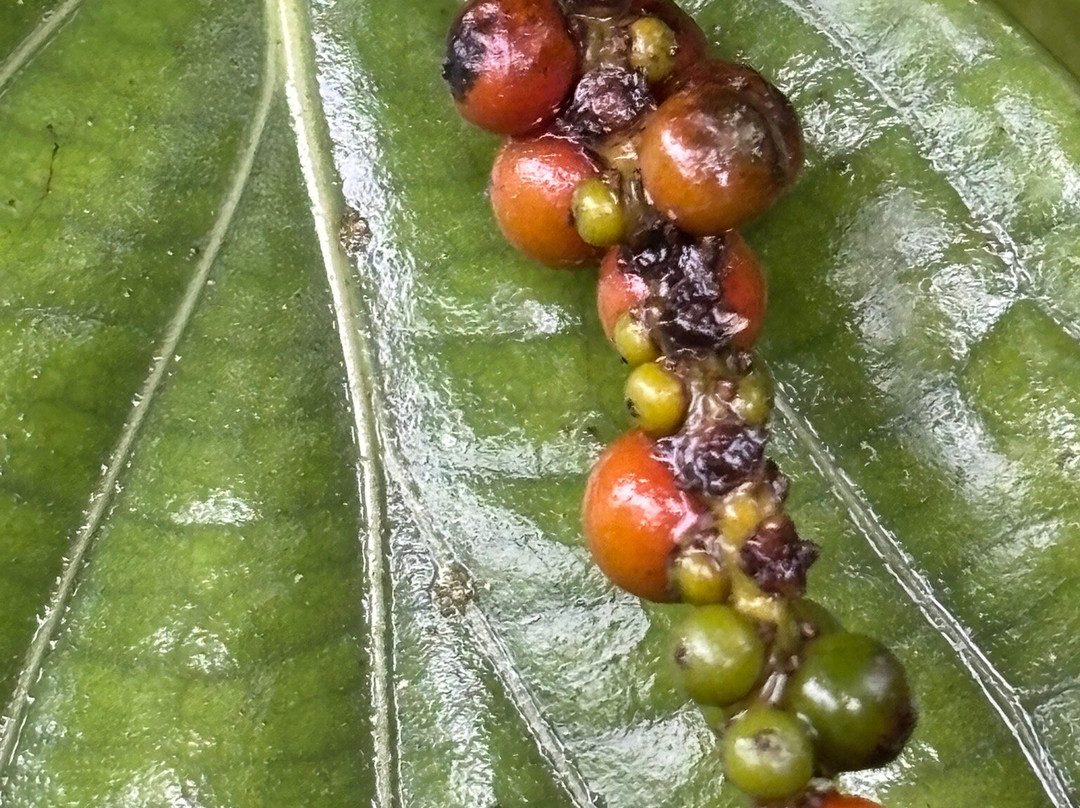 Tree Chocolate Tour-Upala必去景点