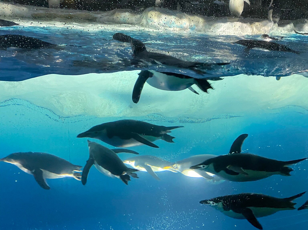 名古屋港水族馆-名古屋市必去景点