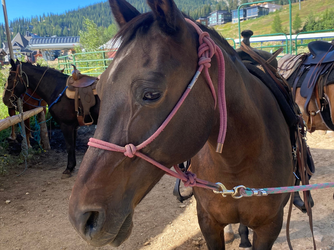 Mountain Horse Adventures-桑德波因特必去景点