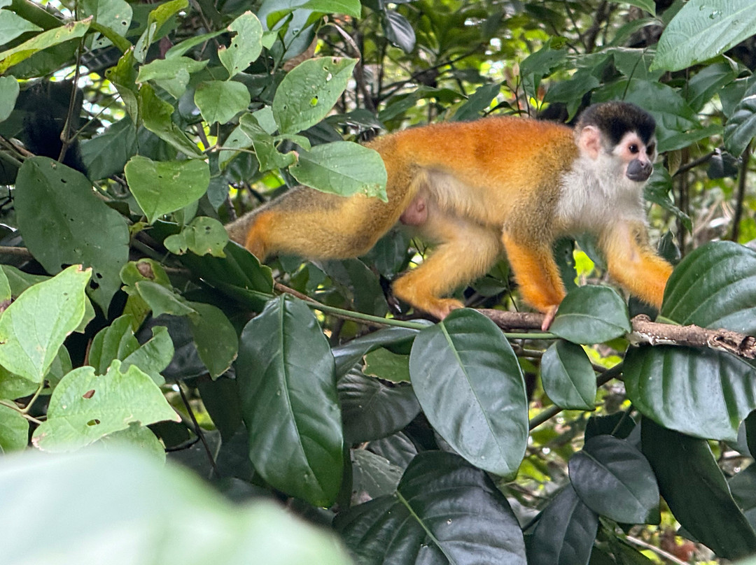 Osa Green Travel-希门尼斯港必去景点