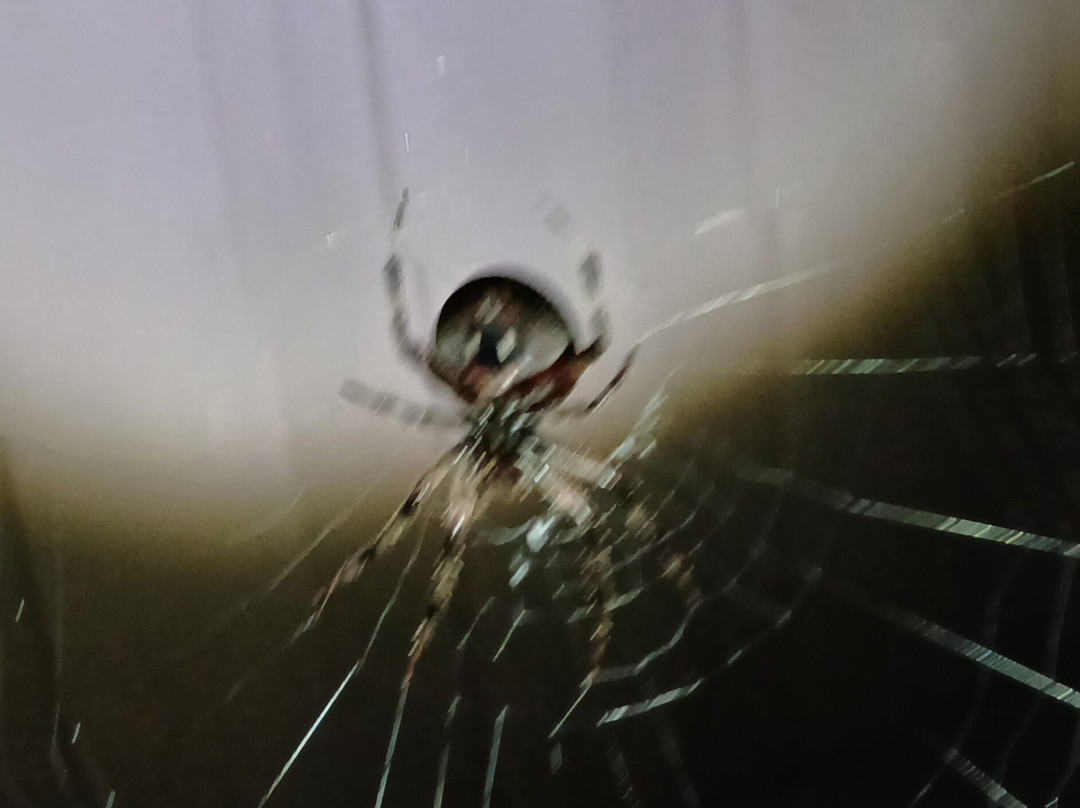 Chevys Gaming Lounge-Kewanee必去景点