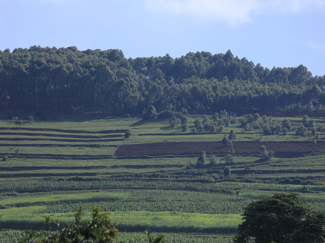 Taffie Safaris-坎帕拉必去景点
