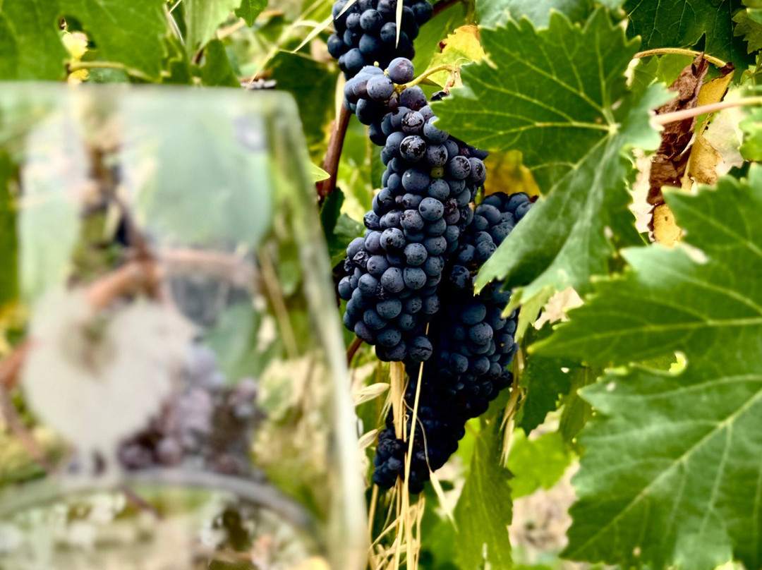 Azienda Agricola Baj -macario-格雷韦伊恩基亚恩蒂必去景点