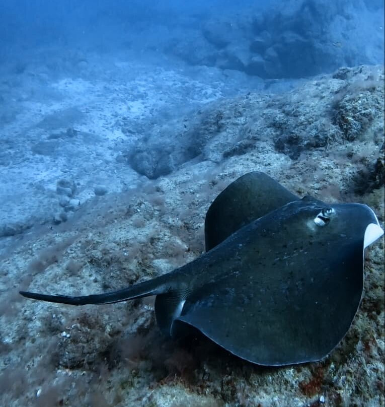 Dive Lovers Tenerife Dive Center-Costa del Silencio必去景点