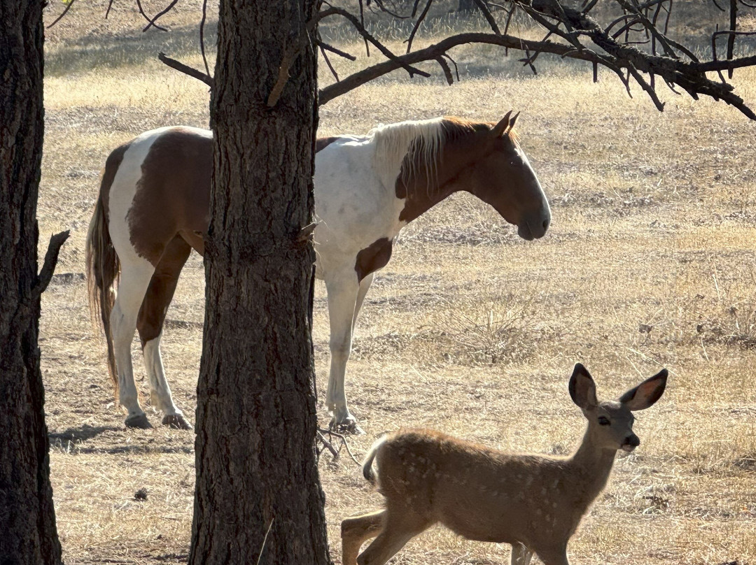 Wild Horse Island State Park-卡利斯佩尔必去景点