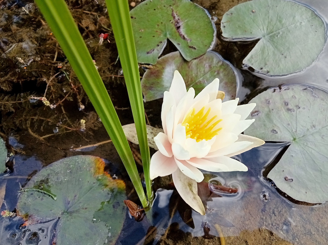 Kreislehrgarten-Steinfurt必去景点