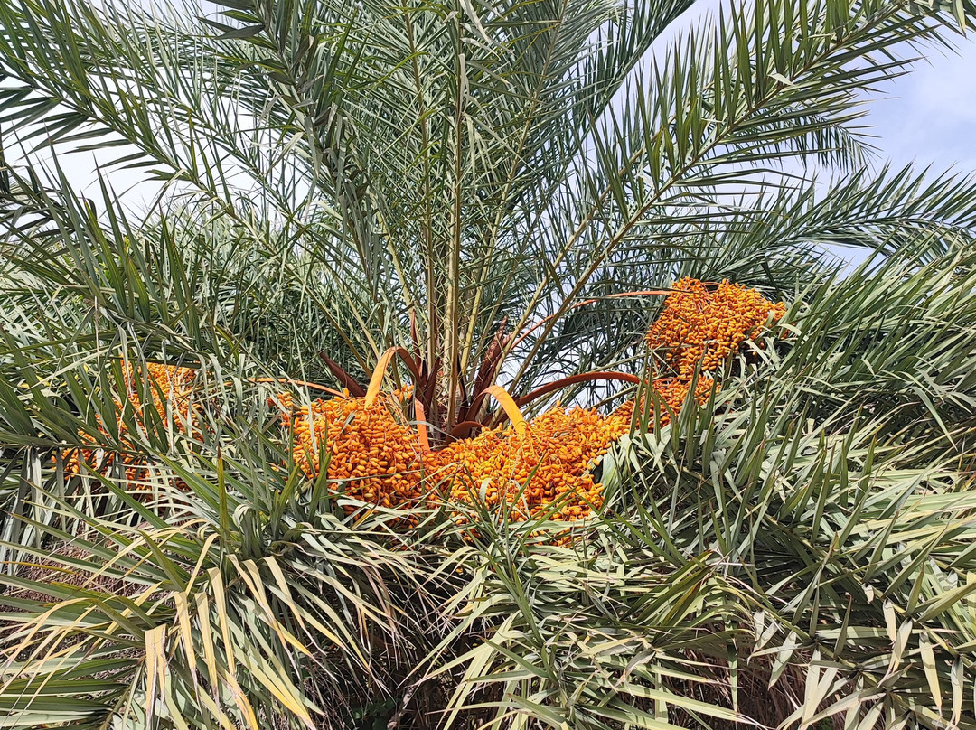 Botanical Park of Maspalomas (El Parque Botanico de Maspalomas)-马斯帕洛马斯必去景点