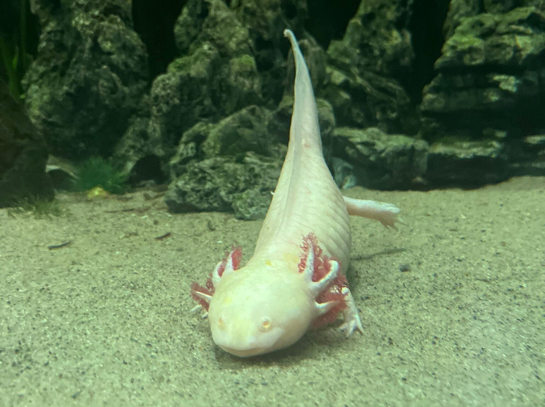 Matlock Bath Aquarium & Exhibitions-Matlock Bath必去景点