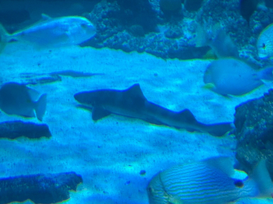 Skegness Aquarium-斯凯格内斯必去景点
