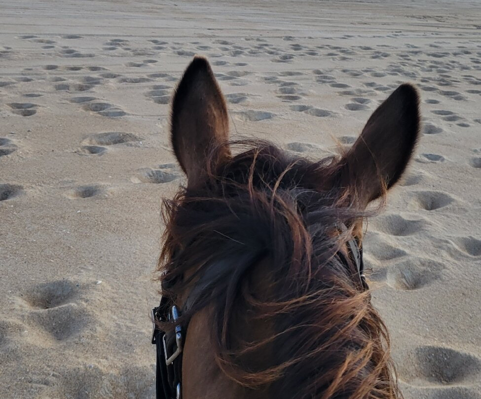 Equine Adventures-Frisco必去景点