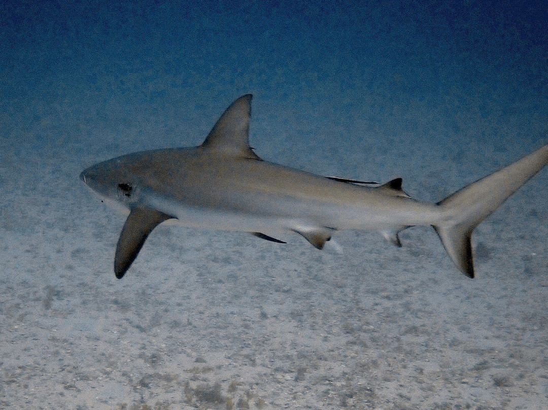 Scuba Works-朱庇特必去景点