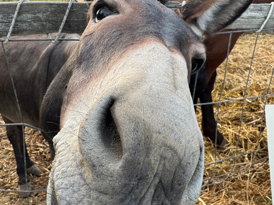 I Nani di Giada Az Agr-弗利必去景点