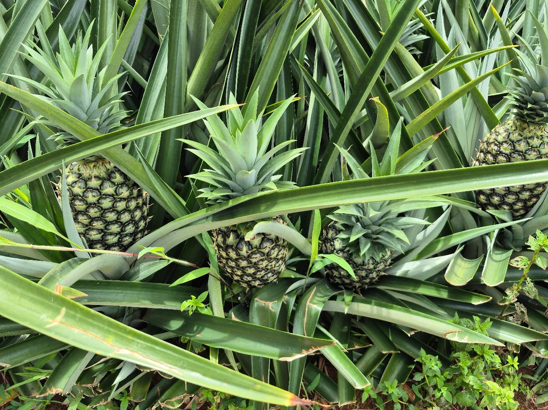 The Best Pineapple Tour Costa Rica-Rio Cuarto必去景点