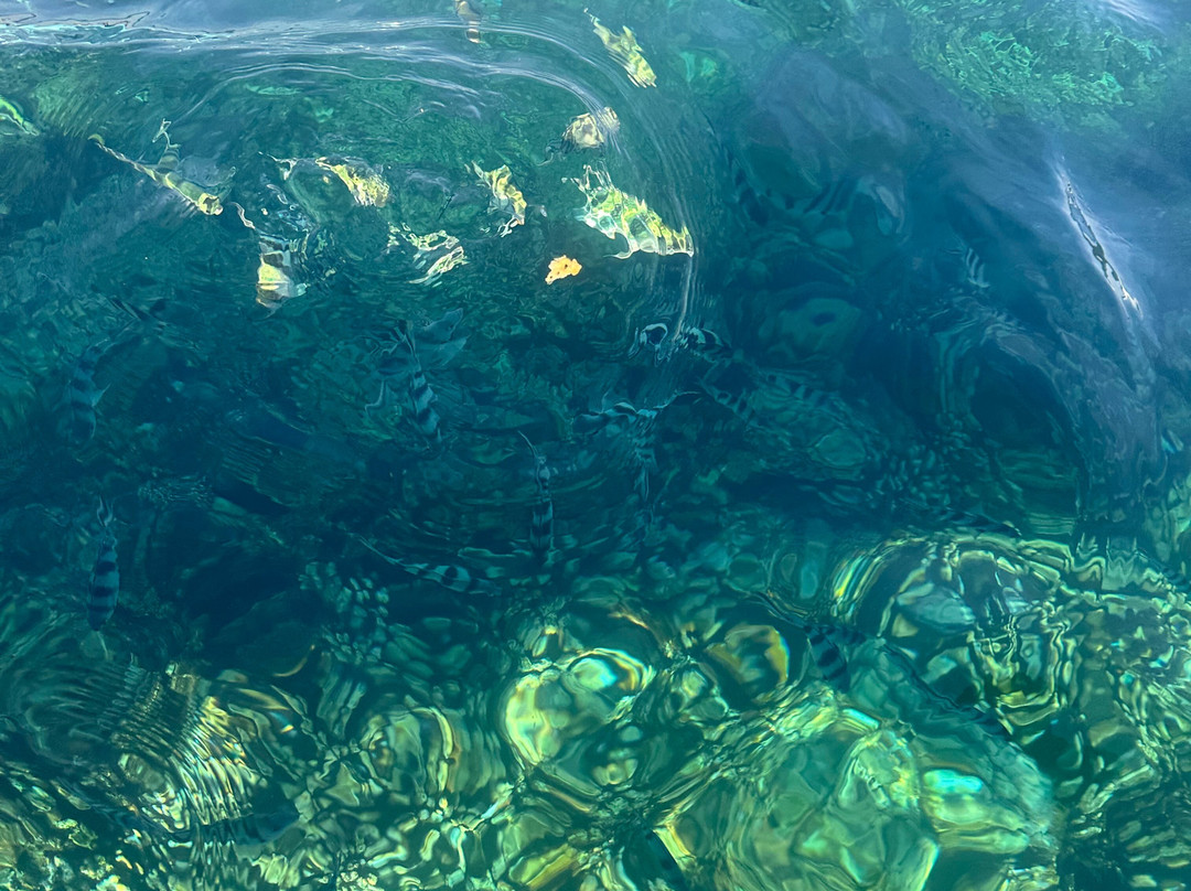 Lovina Bali Transport-新加拉惹必去景点