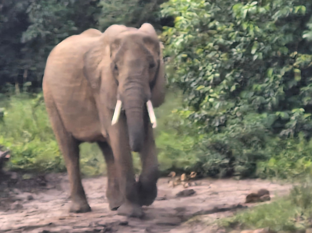 Ngoni Safaris Uganda-坎帕拉必去景点