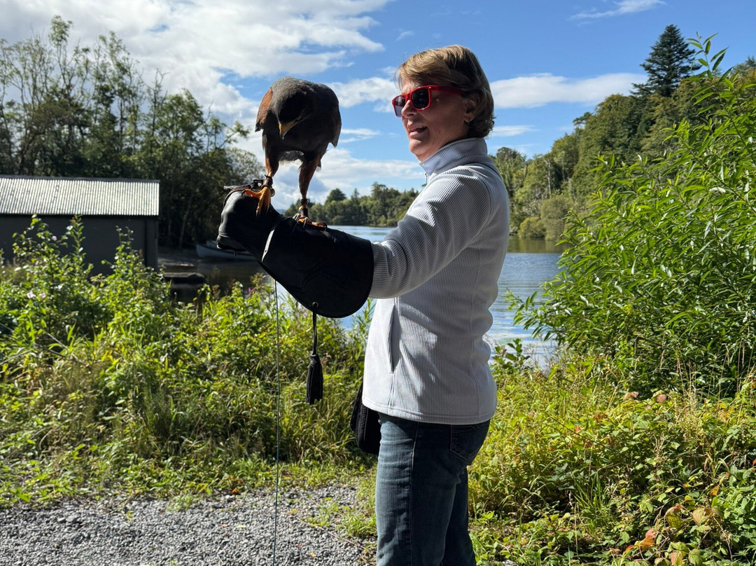 Ireland's School of Falconry-康镇必去景点