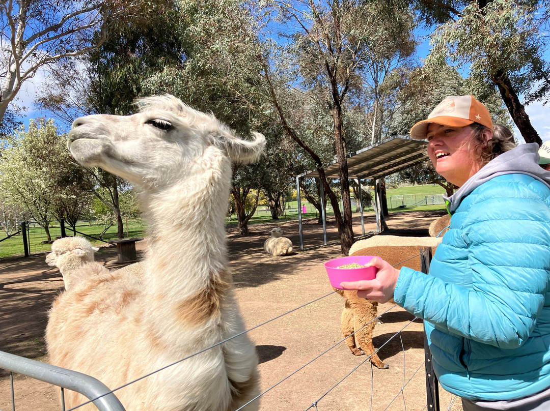 Blackwattle Alpaca Farm-穆任百特曼必去景点