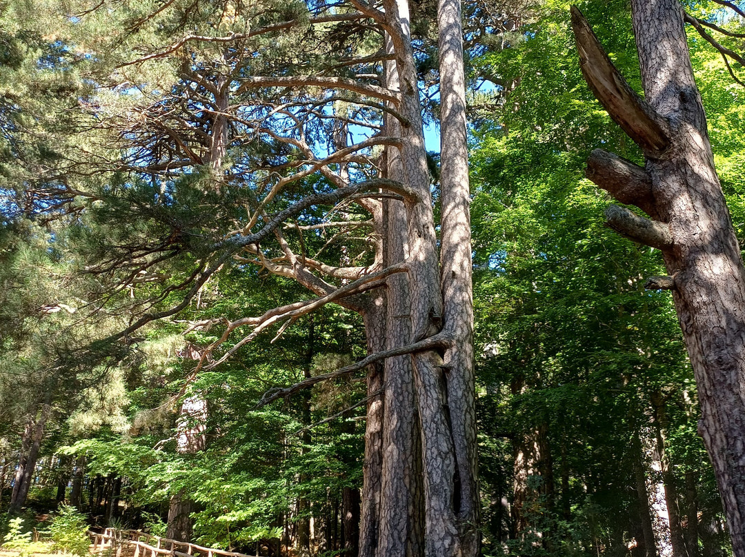 I Giganti Della Sila-Spezzano della Sila必去景点